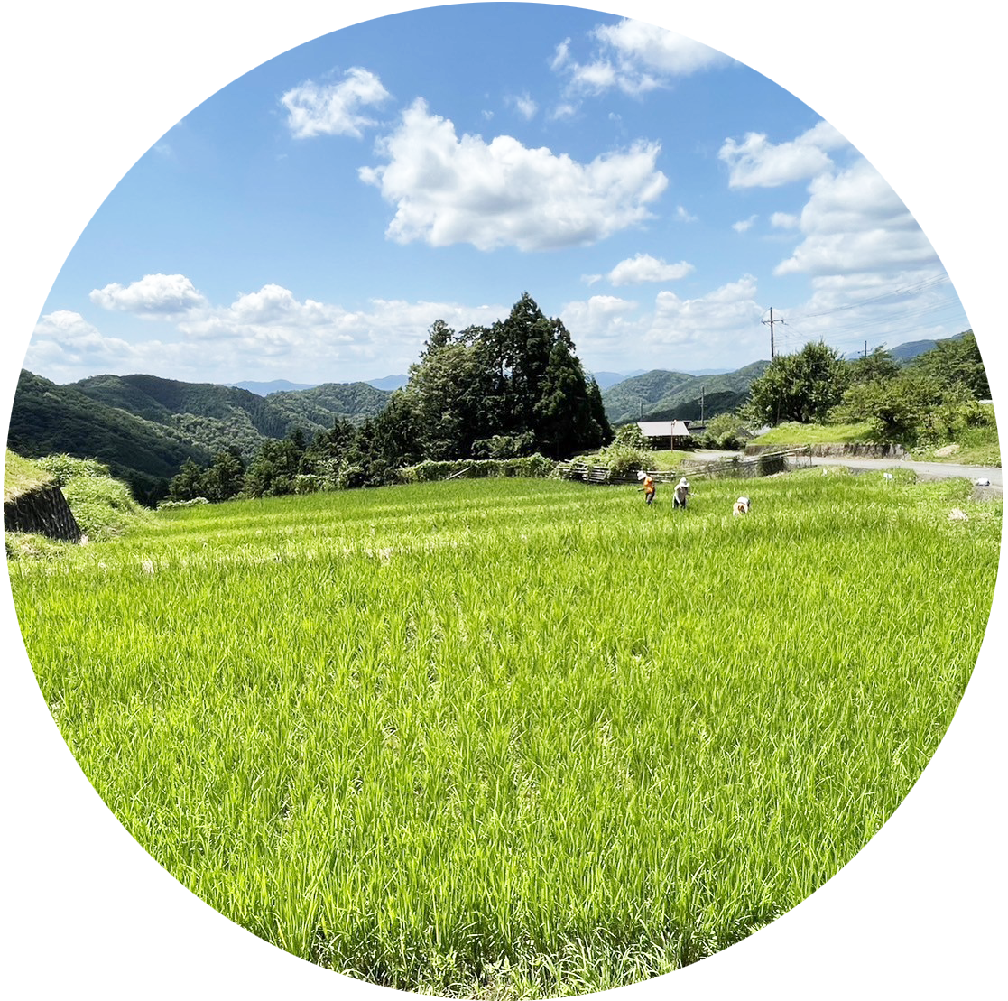 農業経営学