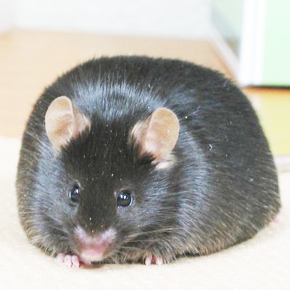 分子栄養学