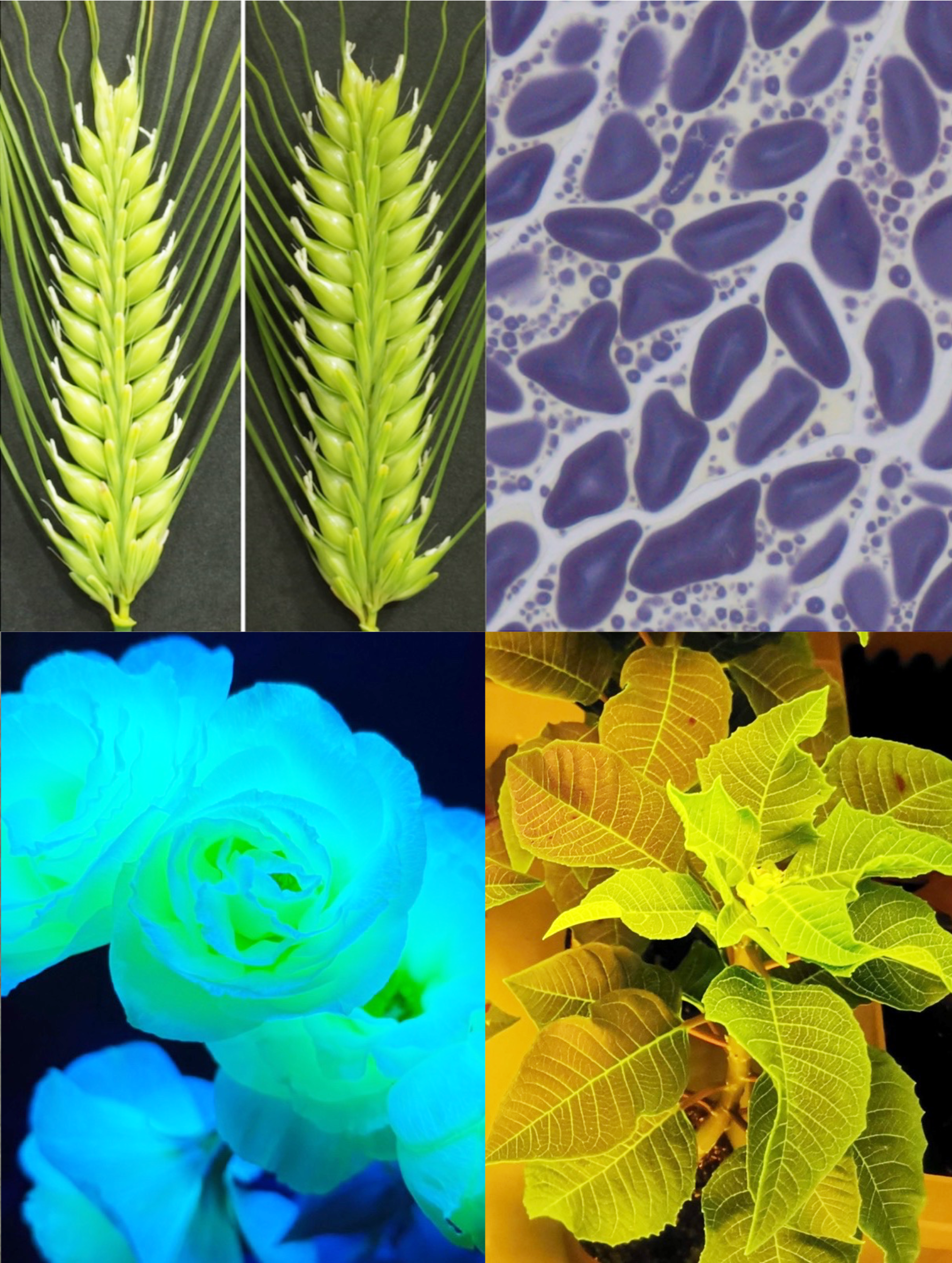植物育種学